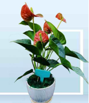 RFID Potted Plant Management Tag ,  UHF tag for trees , RFID hard tag